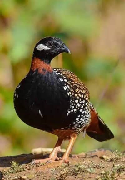 kala titer male for sale