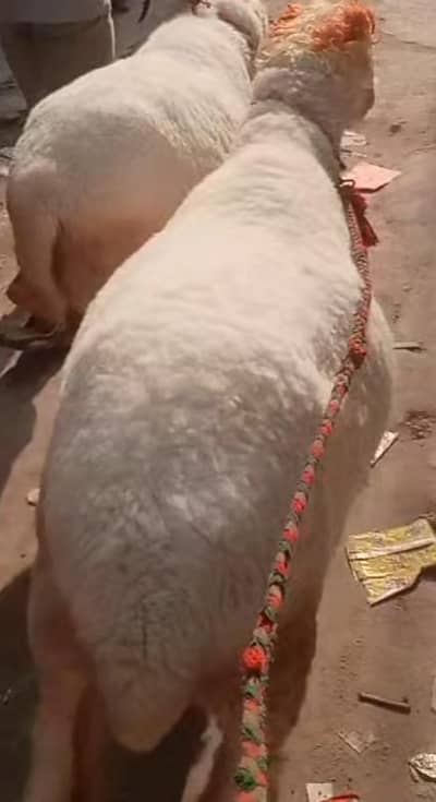 Dode Chatry | sheep | Goat | Qurbani 2026 | mundra | chatra