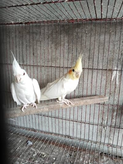 cocktail breeder pairs for sale