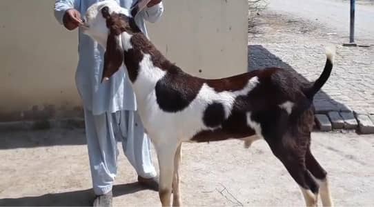 desi beetal bakra full height 14 month age 03.26. 54.48. 90.1.