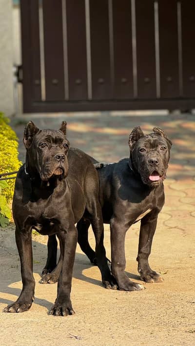 IMPORTED CANE CORSO PUPPIES AVAILABLE FOR SALE