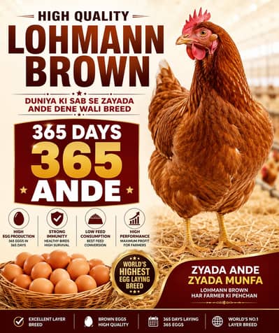 Farm Hens Healthy Farm Hens, High Quality Lohman Brown Hens 365 Eggs