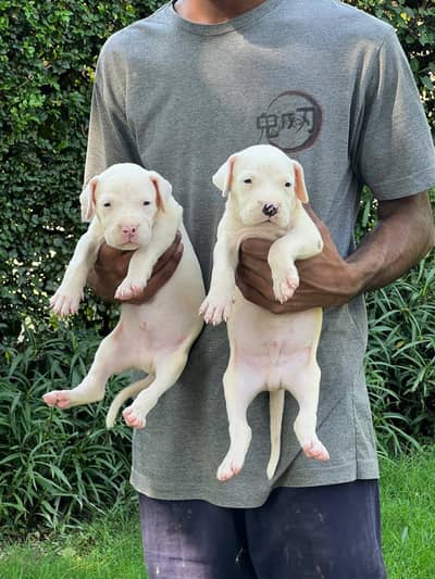 IMPORTED DOGO ARGENTINO PUPPIES AVAILABLE FOR SALE