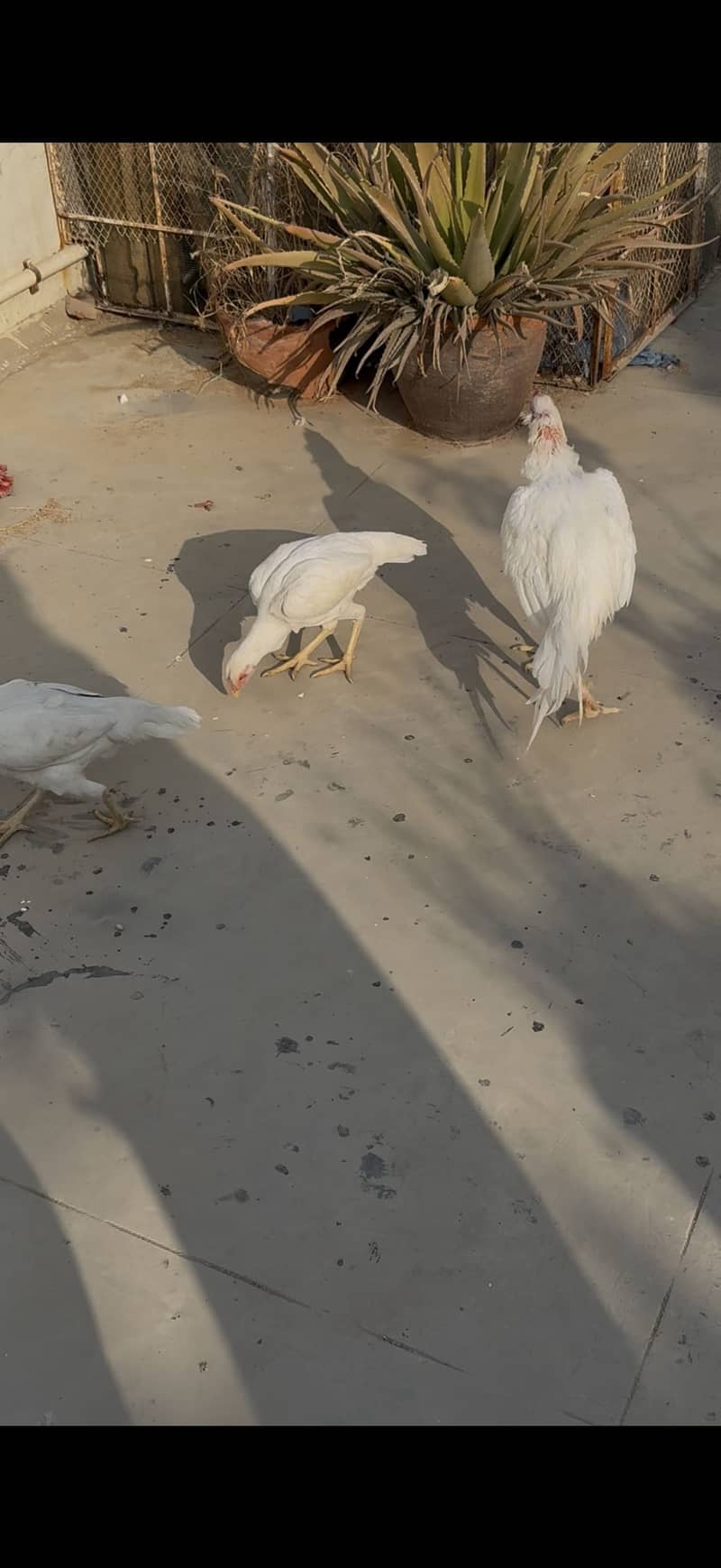 Aseel chicks 0