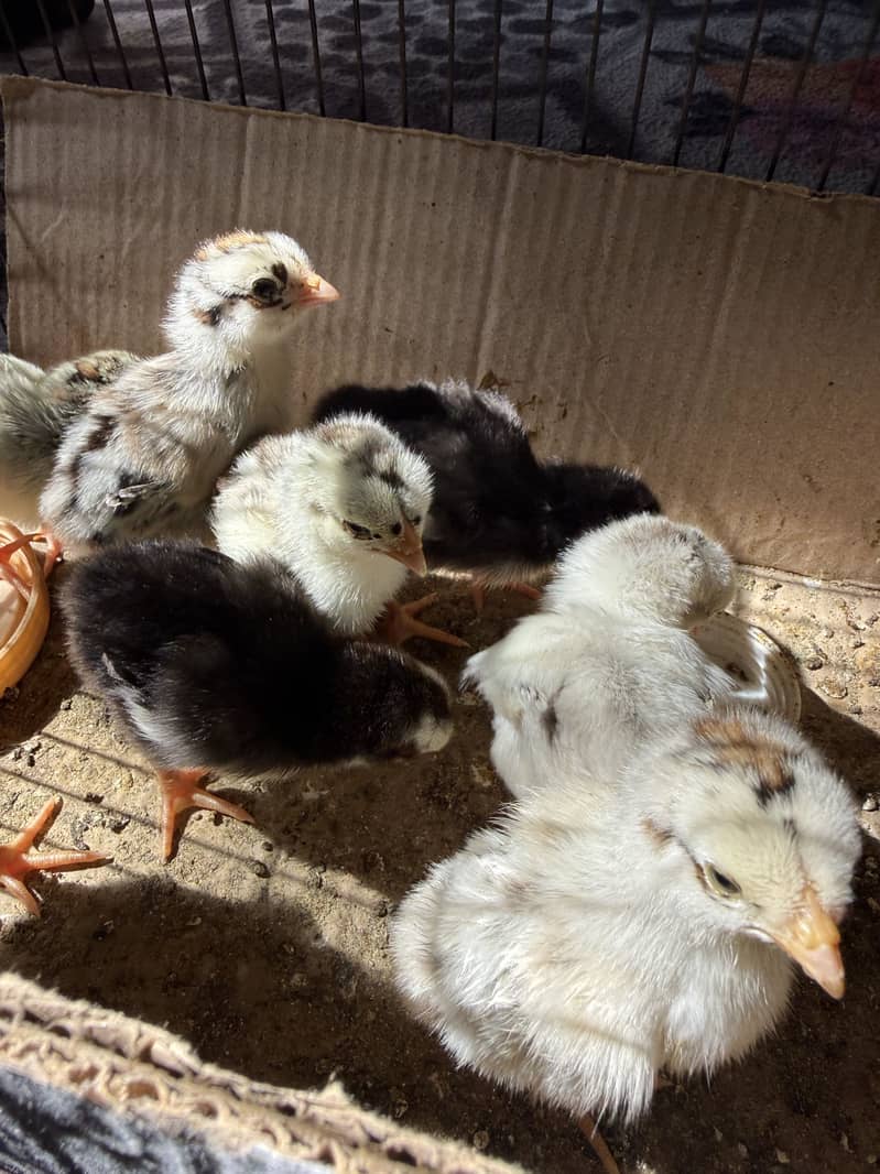 Aseel chicks 1