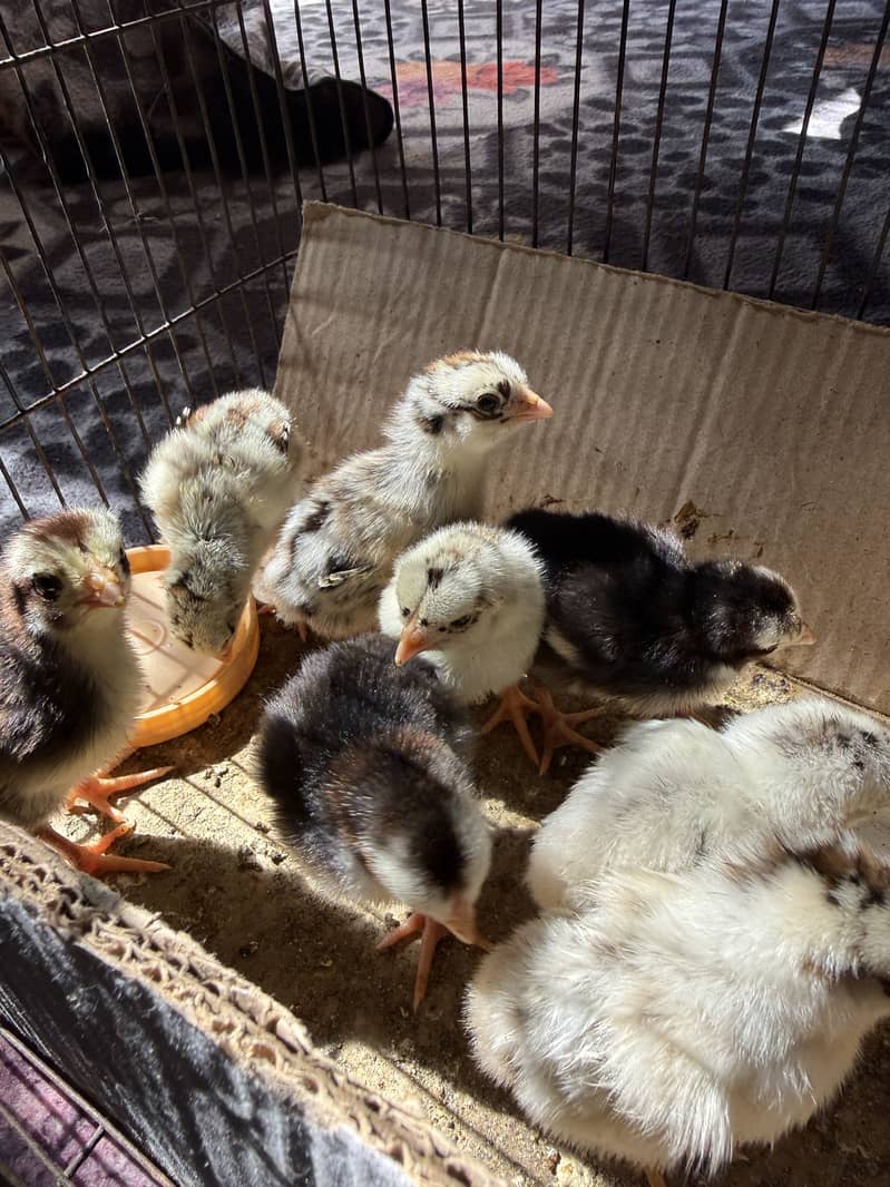 Aseel chicks 2
