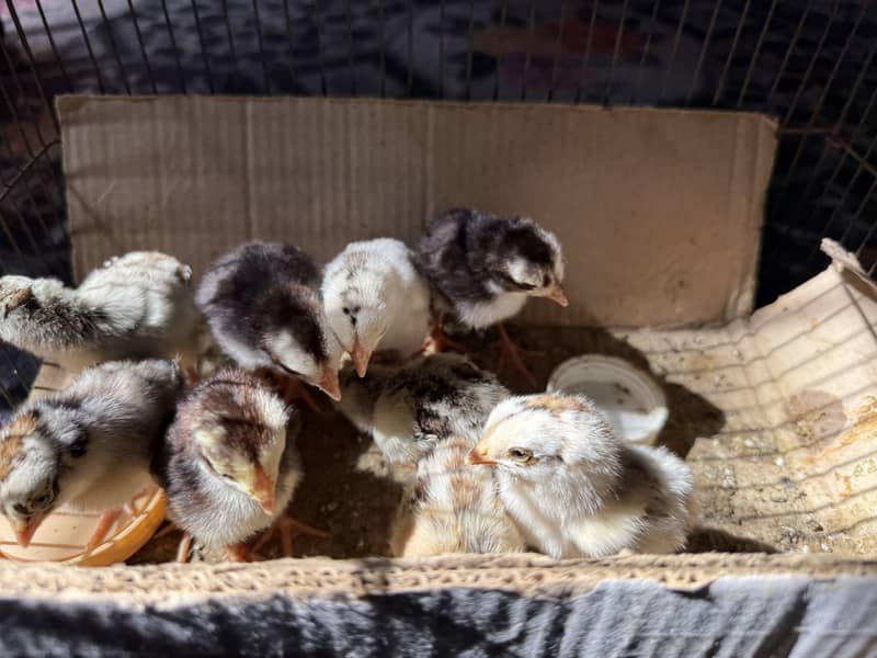 Aseel chicks 3