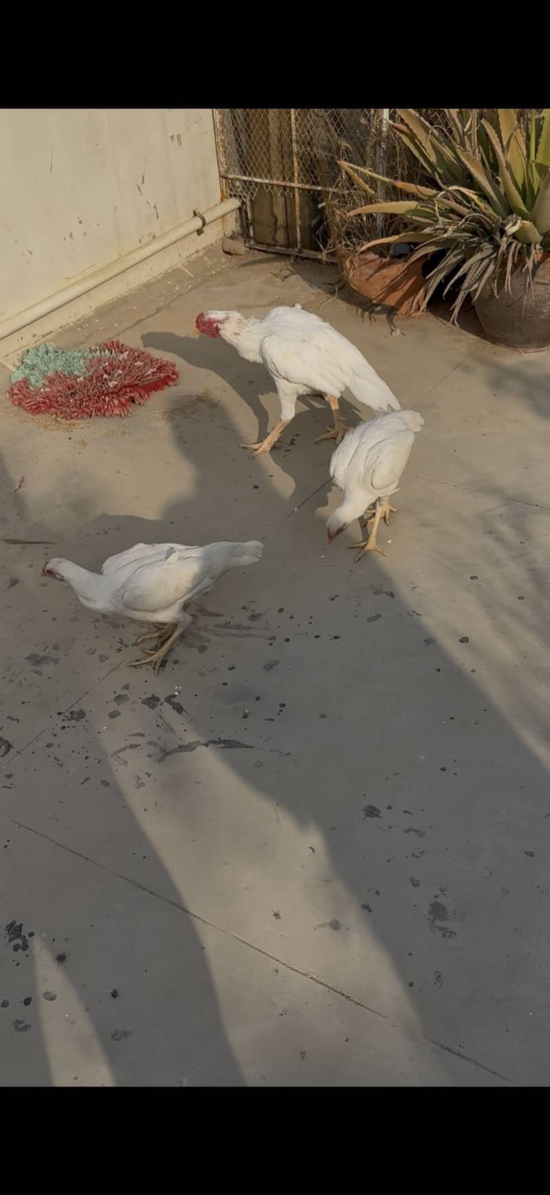 Aseel chicks 4