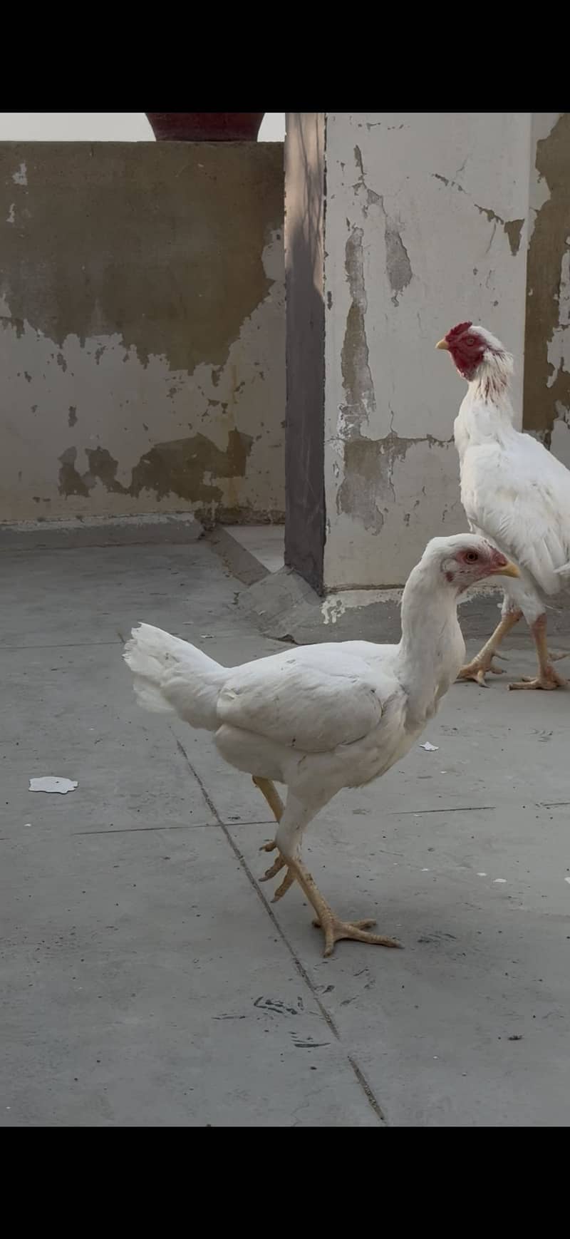 Aseel chicks 5