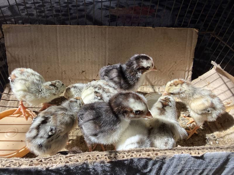 Aseel chicks 6