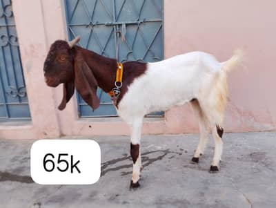 Bakra for sale