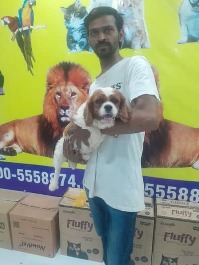 IMPORTED KING CHARLES PUPPIES AVAILABLE FOR SALE