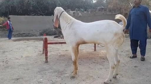 Desi BP bakra rajanpur nasl for sale