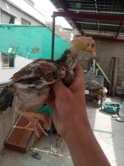 urgent sale aseel Sindhi murgi x jawa cross chicks. home breed