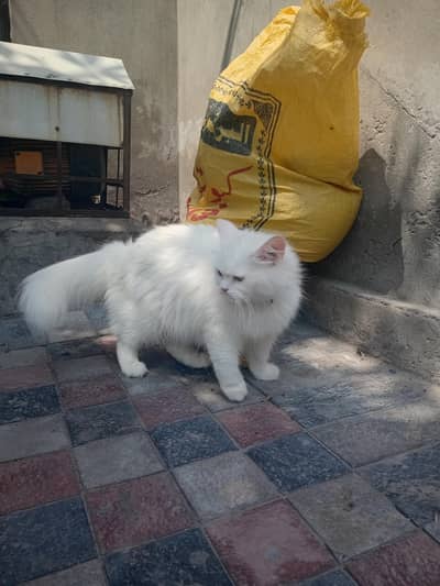 catt female