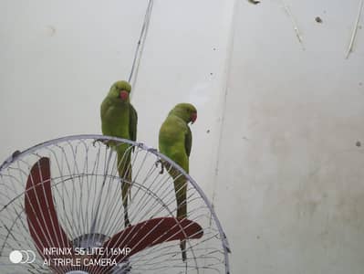 ringneck parrot