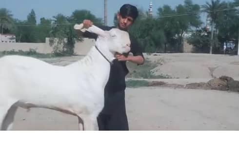 desi beetle Bakra rajanpur nasl safed color 15 month age 03265448901,,