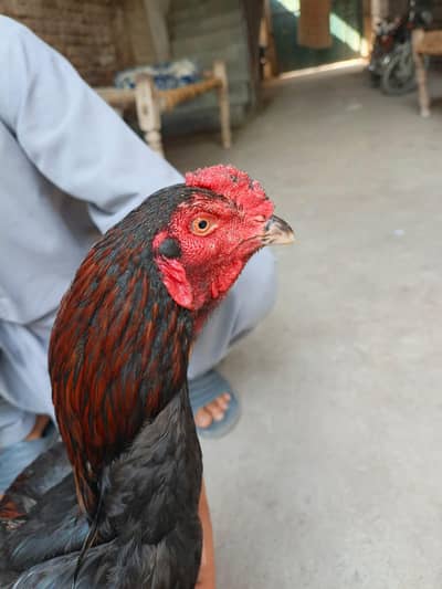 murgha