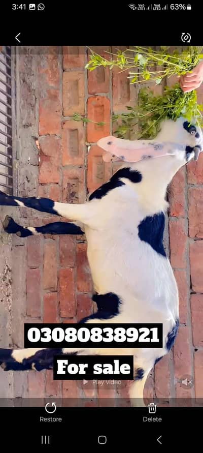 beautiful black and white bakra for sale