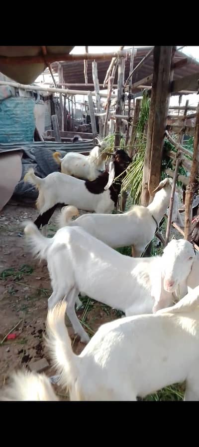 bakra 2 dant