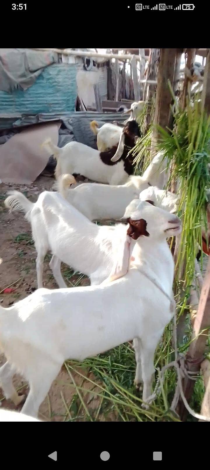 bakra 2 dant 1