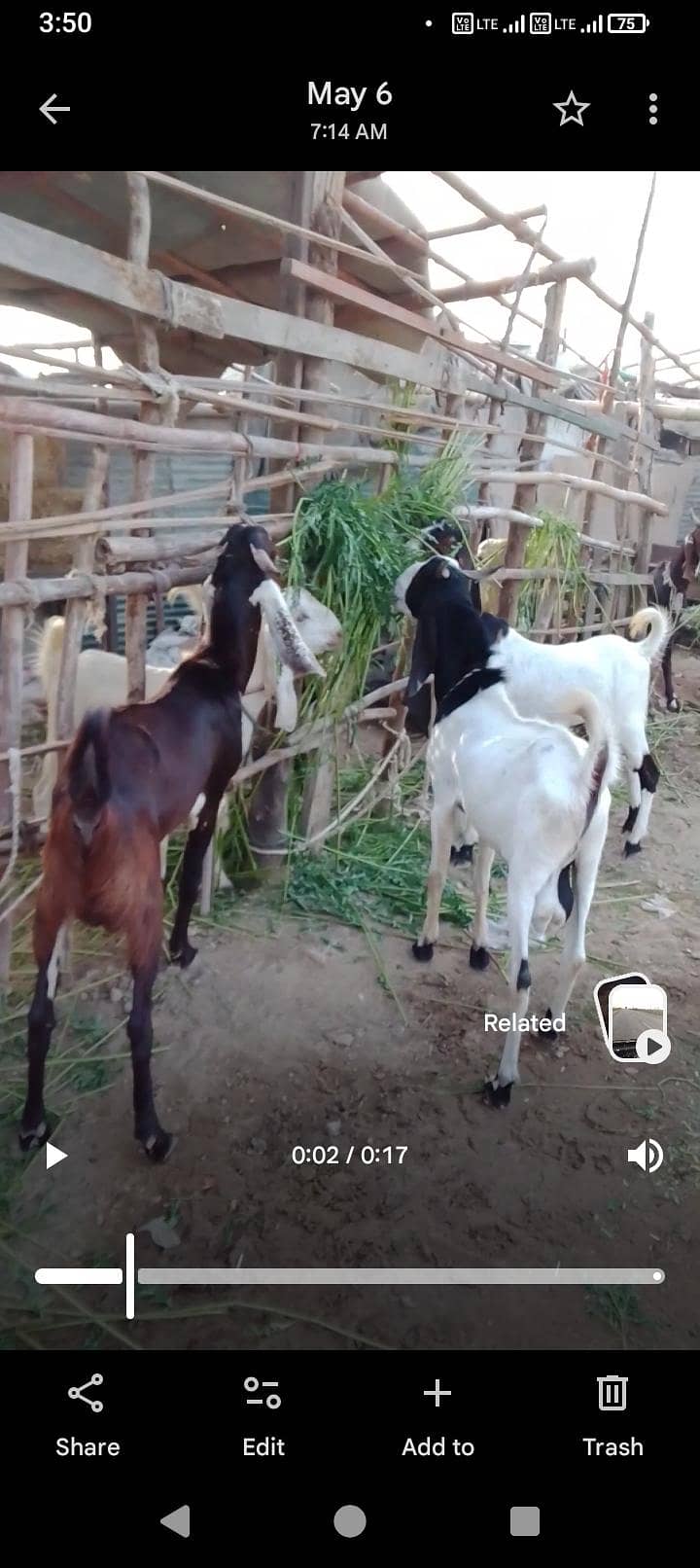 bakra 2 dant 2