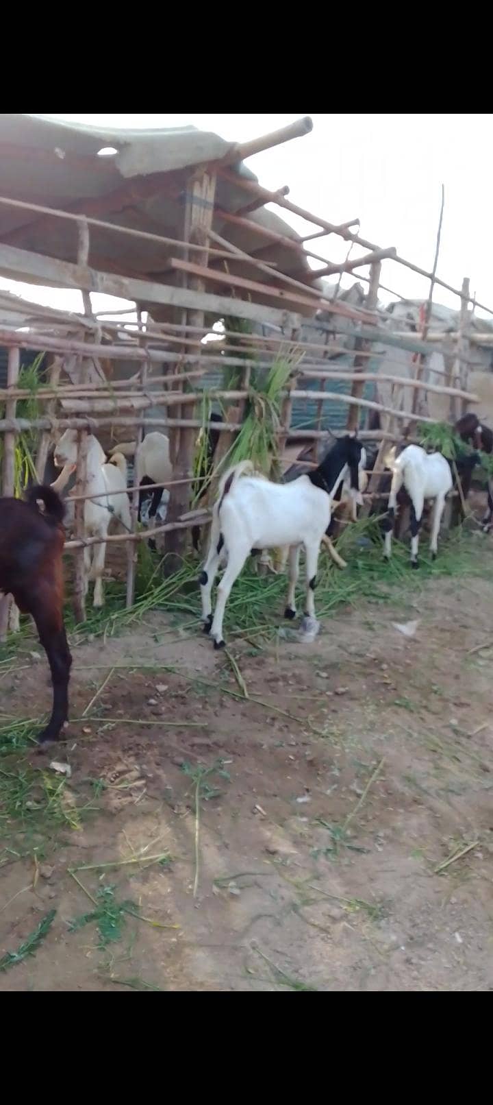 bakra 2 dant 3