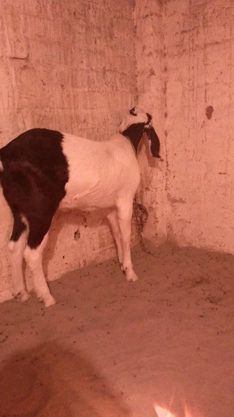 do dant bakra 0