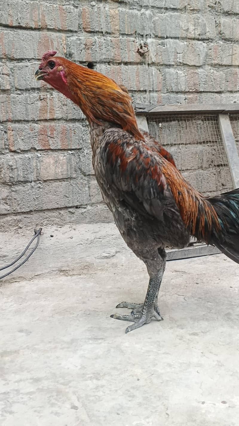 Dragon breed available 16
