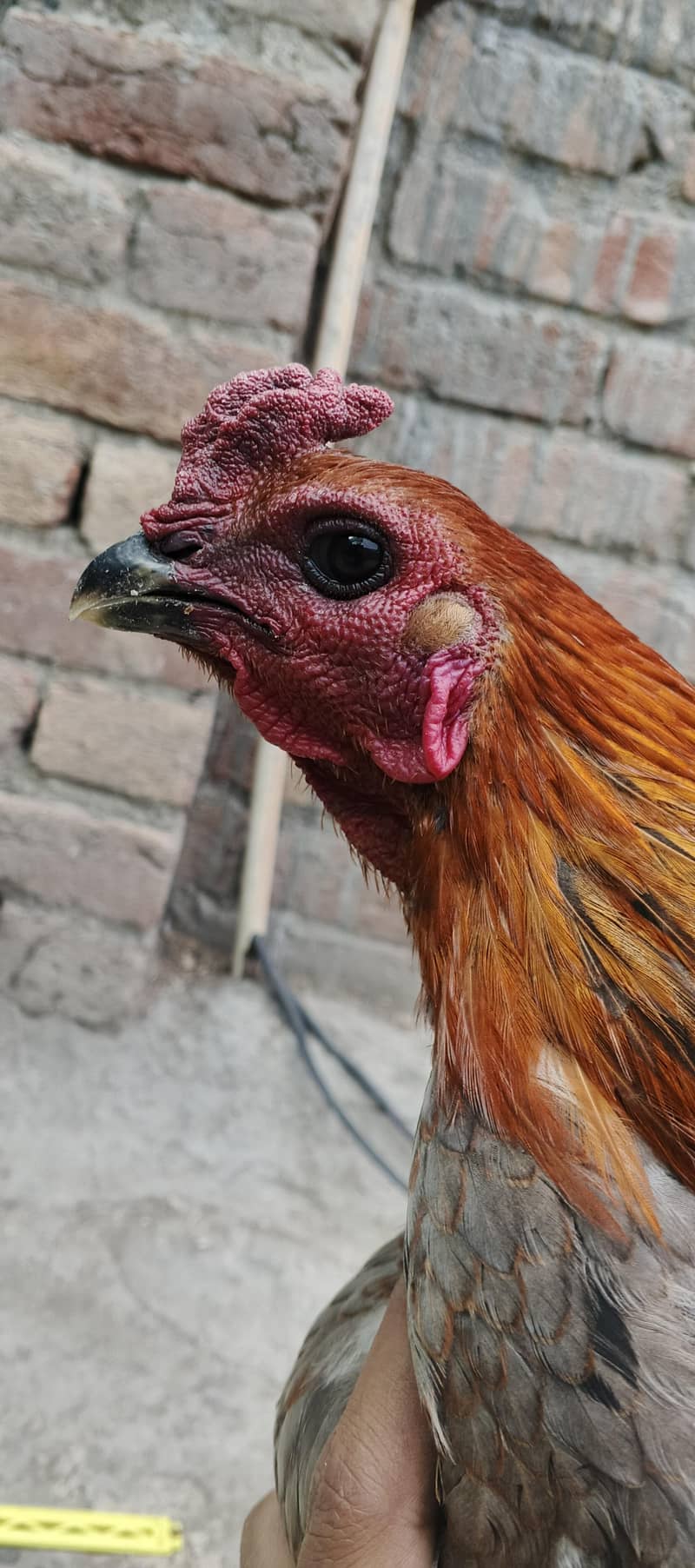 Dragon breed available 17