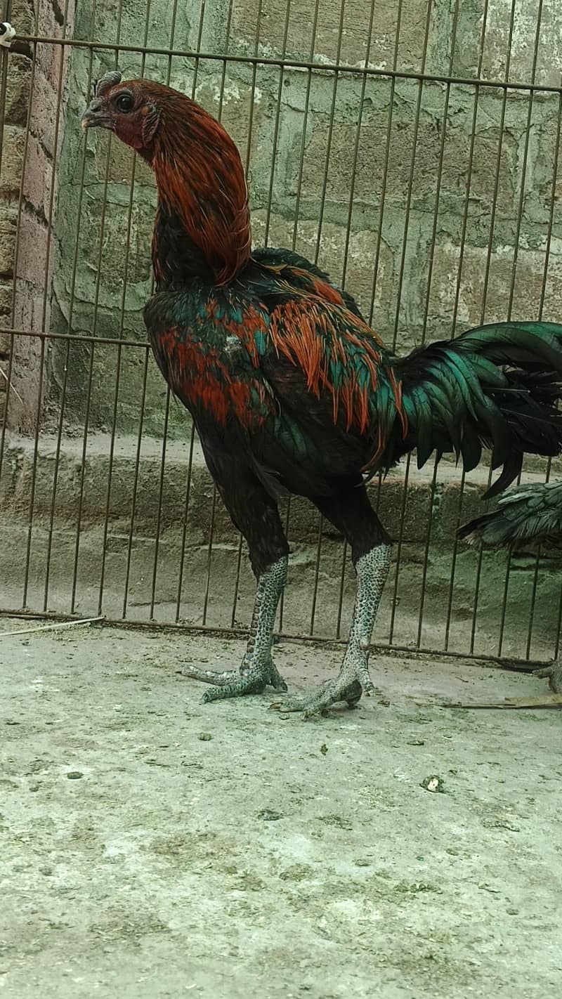 Dragon breed available 18