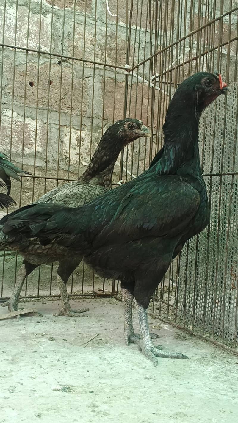 Dragon breed available 19