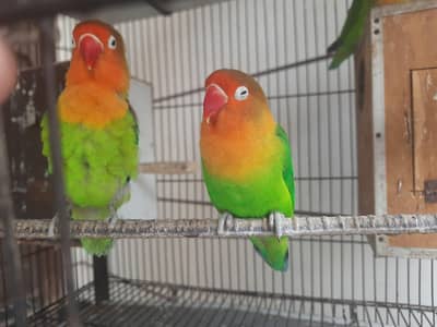 Parrots lovebirds,australian,budgies and cocktails breeder pairs