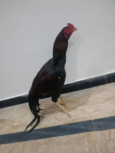 Pure Mianwali Aseel chicks