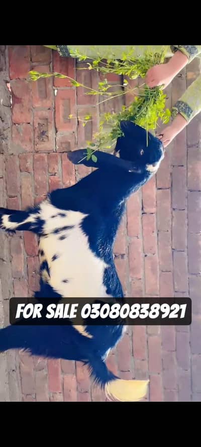 beautiful black and white bakra for sale