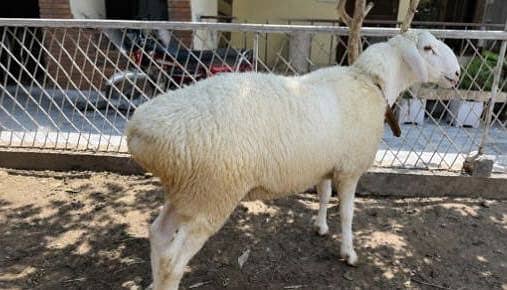 Dubma/Sheep for Qurbani