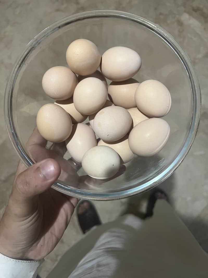 fertil eggs 0
