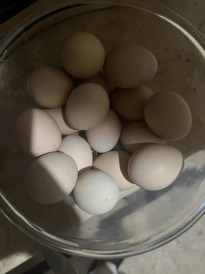 fertil eggs 1