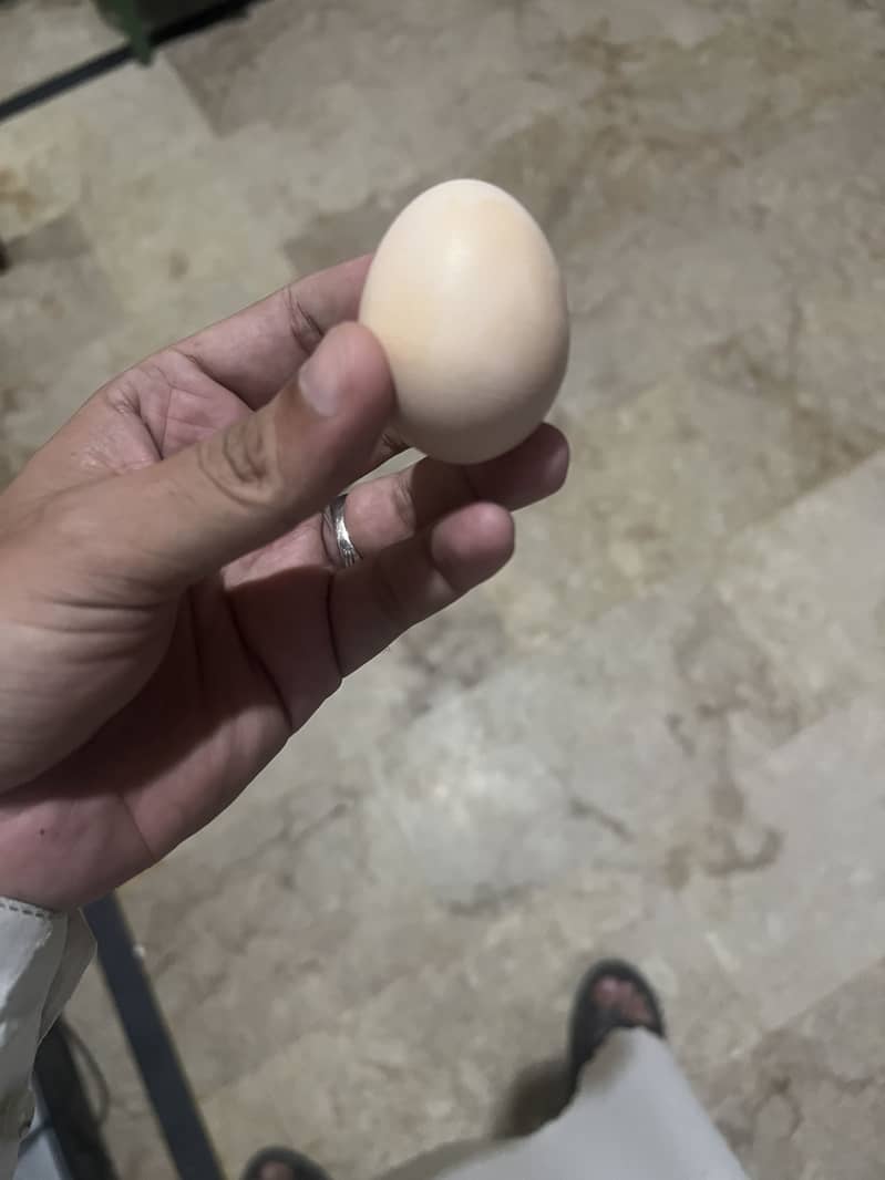 fertil eggs 2