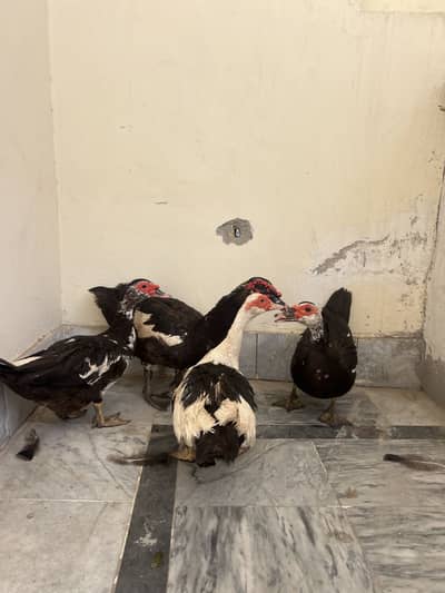 Ducks for sale
