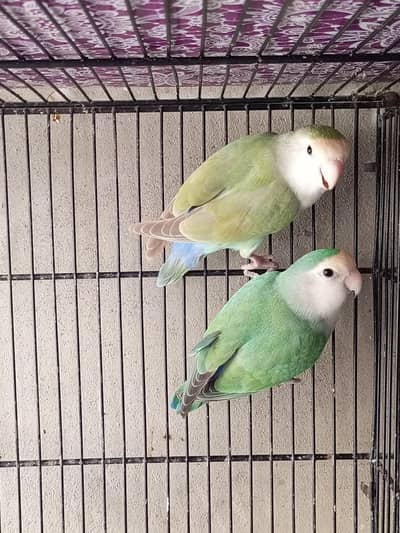 white face lovebird breeder pair