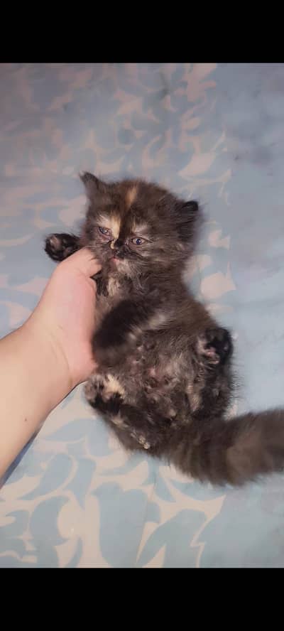 Persian Kitten Female piki bloodline
