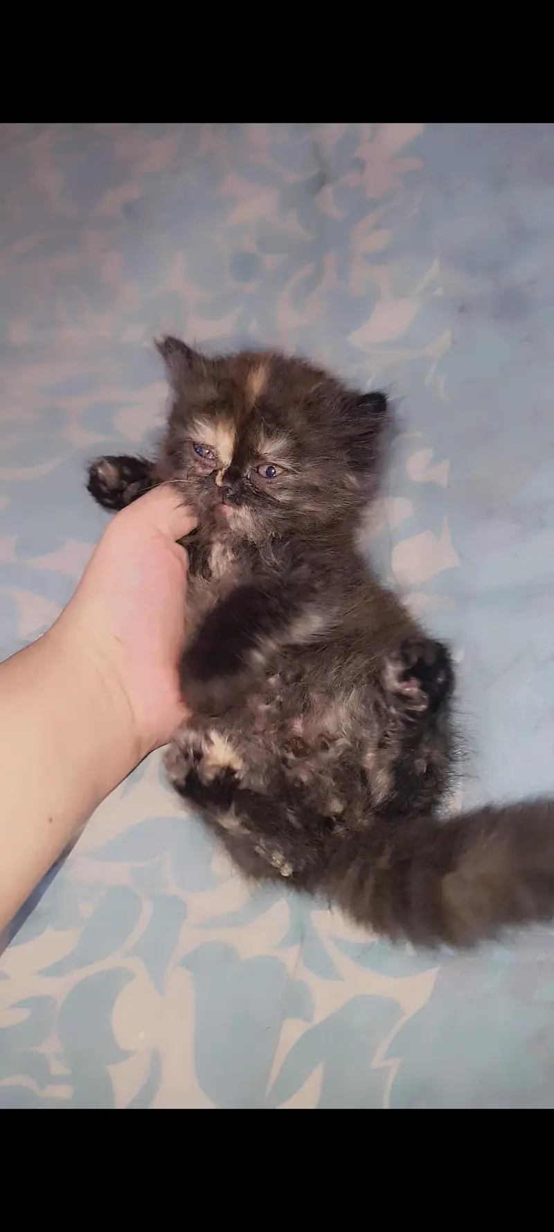 Persian Kitten Female piki bloodline