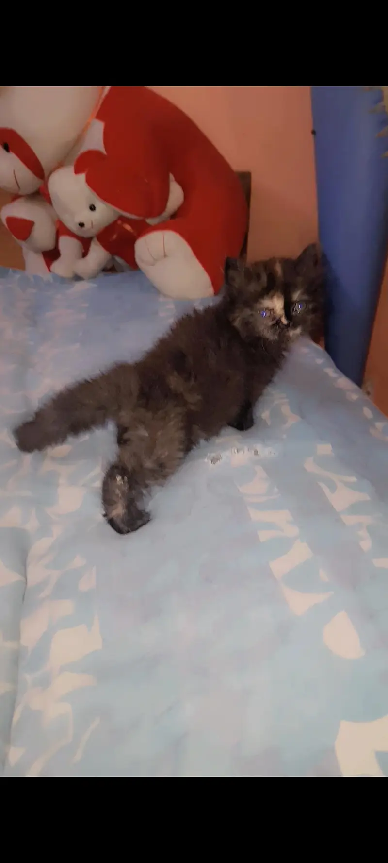 Persian Kitten Female piki bloodline — photo 2