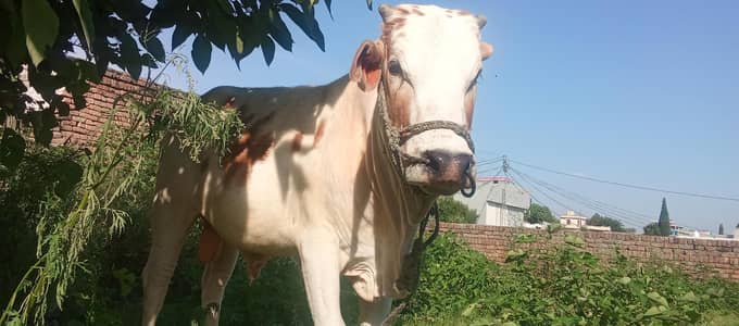 qurbani bail for sale.