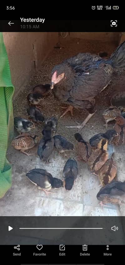 murgi bacho k sath or aak kurak or aak murga aak heavy pinjra sale