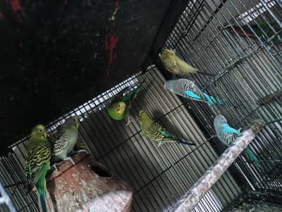 4 budgies breeder pair