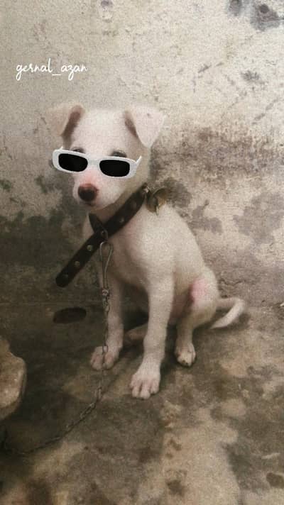 jis Bhai ko dog chaiye rabta kry russian h