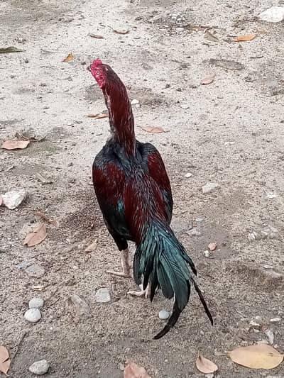 aseel hens