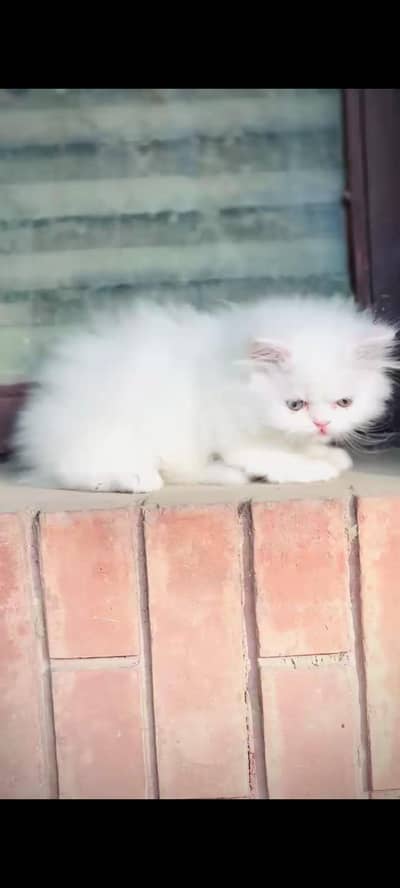 Healthy & Active Persian Kittens for Sale